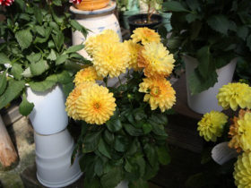 ４月入荷中の花苗の紹介