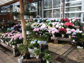 ４月入荷中の花苗の紹介