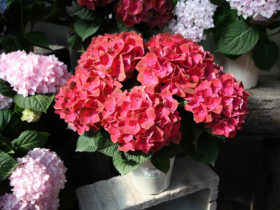 ４月入荷中の花苗の紹介