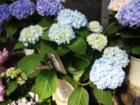 ４月入荷中の花苗の紹介