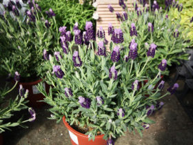 ４月入荷中の花苗の紹介