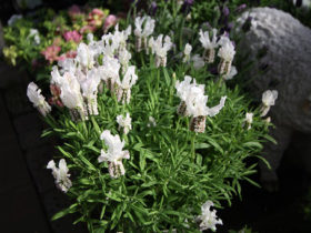 ４月入荷中の花苗の紹介