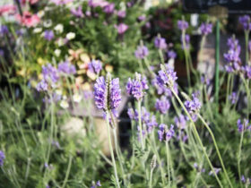 ４月入荷中の花苗の紹介