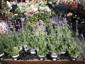 ４月入荷中の花苗の紹介