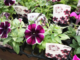 ４月入荷中の花苗の紹介