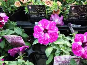 ４月入荷中の花苗の紹介