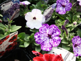 ４月入荷中の花苗の紹介