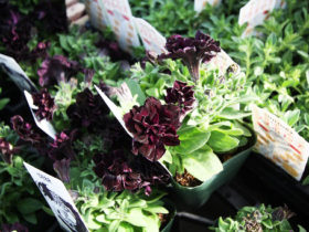 ４月入荷中の花苗の紹介