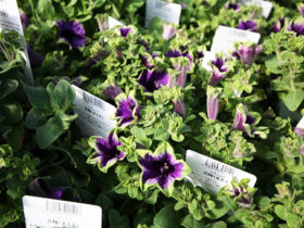 ４月入荷中の花苗の紹介
