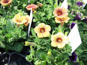 ４月入荷中の花苗の紹介