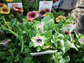 ４月入荷中の花苗の紹介