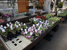 ４月入荷中の花苗の紹介