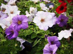 ４月入荷中の花苗の紹介
