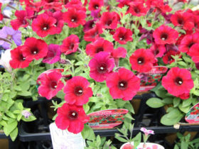 ４月入荷中の花苗の紹介