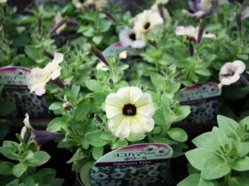 ４月入荷中の花苗の紹介
