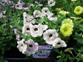 ４月入荷中の花苗の紹介