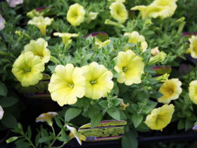４月入荷中の花苗の紹介