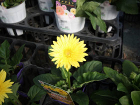 ４月入荷中の花苗の紹介