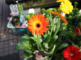 ４月入荷中の花苗の紹介