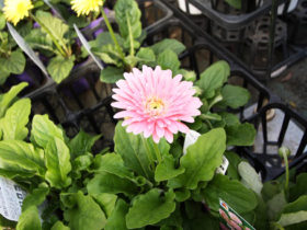 ４月入荷中の花苗の紹介