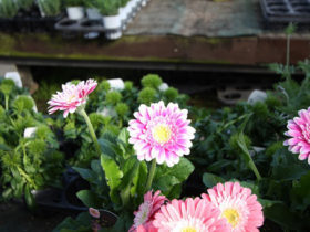 ４月入荷中の花苗の紹介