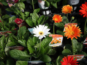 ４月入荷中の花苗の紹介