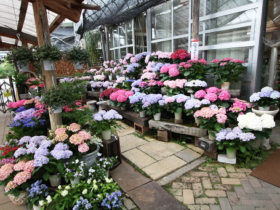 ４月入荷中の花苗の紹介