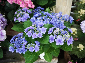 ４月入荷中の花苗の紹介