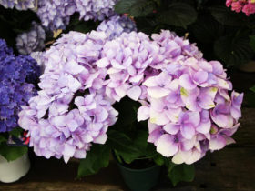 ４月入荷中の花苗の紹介