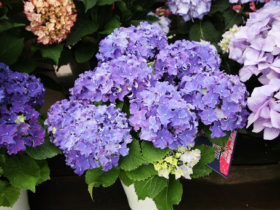 ４月入荷中の花苗の紹介