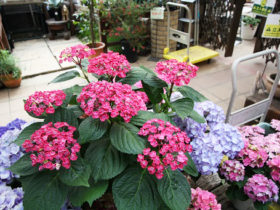 ４月入荷中の花苗の紹介