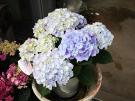 ４月入荷中の花苗の紹介