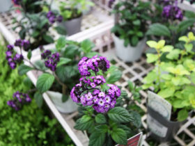 ４月入荷中の花苗の紹介