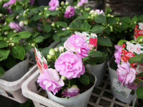 ４月入荷中の花苗の紹介