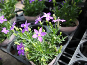 ４月入荷中の花苗の紹介