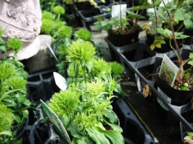 ４月入荷中の花苗の紹介