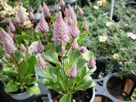 ４月入荷中の花苗の紹介