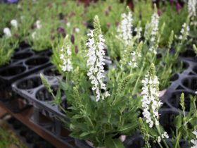 ４月入荷中の花苗の紹介