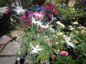 ４月入荷中の花苗の紹介