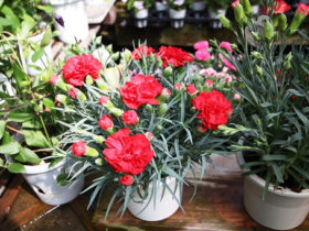 ４月入荷中の花苗の紹介