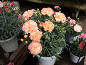 ４月入荷中の花苗の紹介