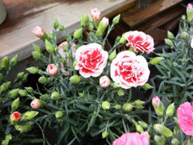 ４月入荷中の花苗の紹介