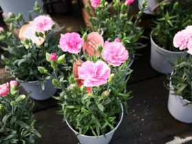 ４月入荷中の花苗の紹介