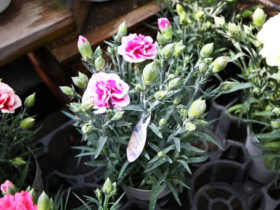 ４月入荷中の花苗の紹介