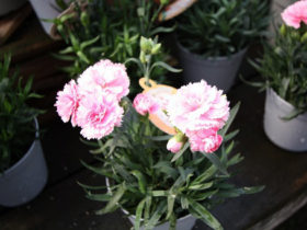 ４月入荷中の花苗の紹介
