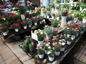 ４月入荷中の花苗の紹介