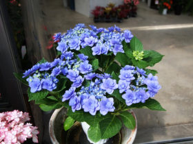 ４月入荷中の花苗の紹介
