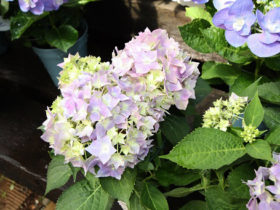 ４月入荷中の花苗の紹介
