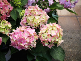 ４月入荷中の花苗の紹介