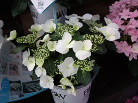 ４月入荷中の花苗の紹介